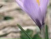 Марянка Деяк | Хуст