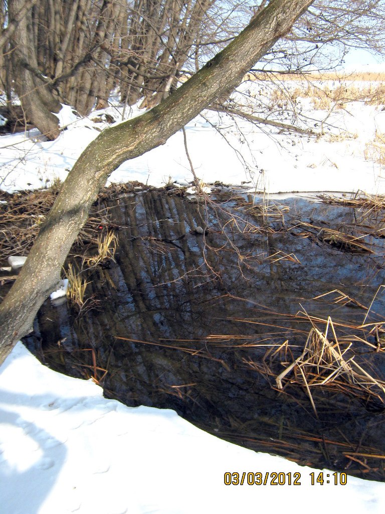 Юлия Горожанкина | Воронеж