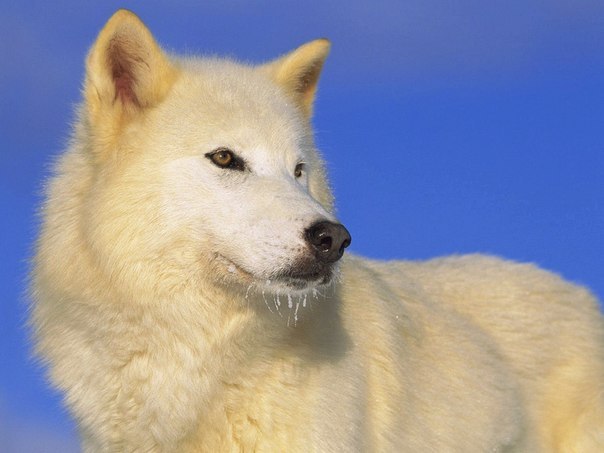 Алексей Тарасов | Ижевск