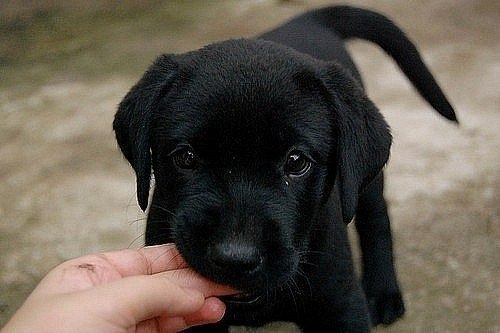 Дмитрий Коренюгин | 