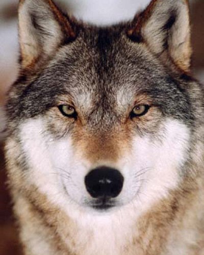 Oleg Zamulin | Липецк