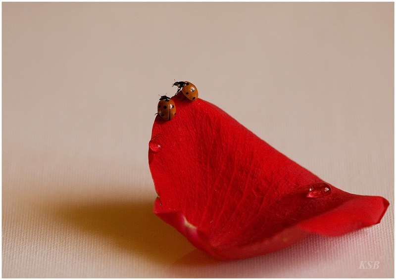 Галина Меньшикова | Санкт-Петербург