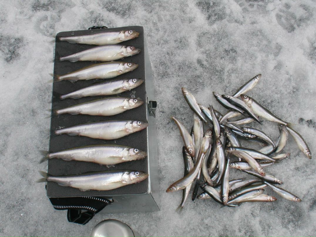 Сергей Широбоков | Санкт-Петербург