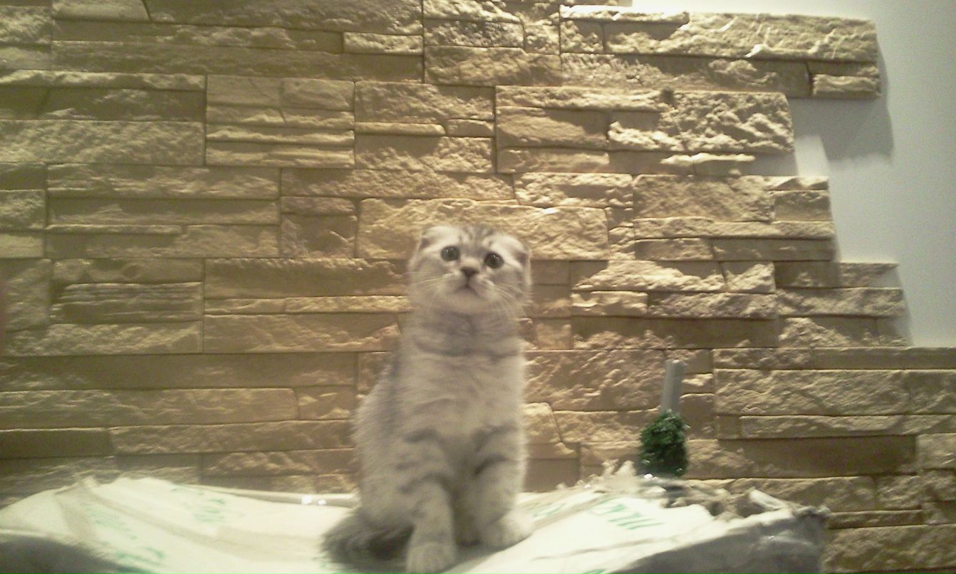 Петр Родионов | Москва