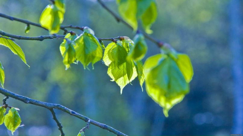 Татьяна Федотова | 