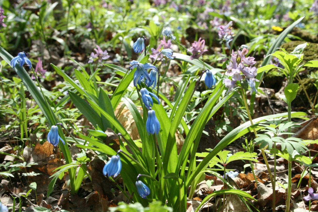 Алёна Дикая | 