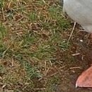 №196, Анжела Жужа, Евпатория №196, Анжела Жужа, Евпатория