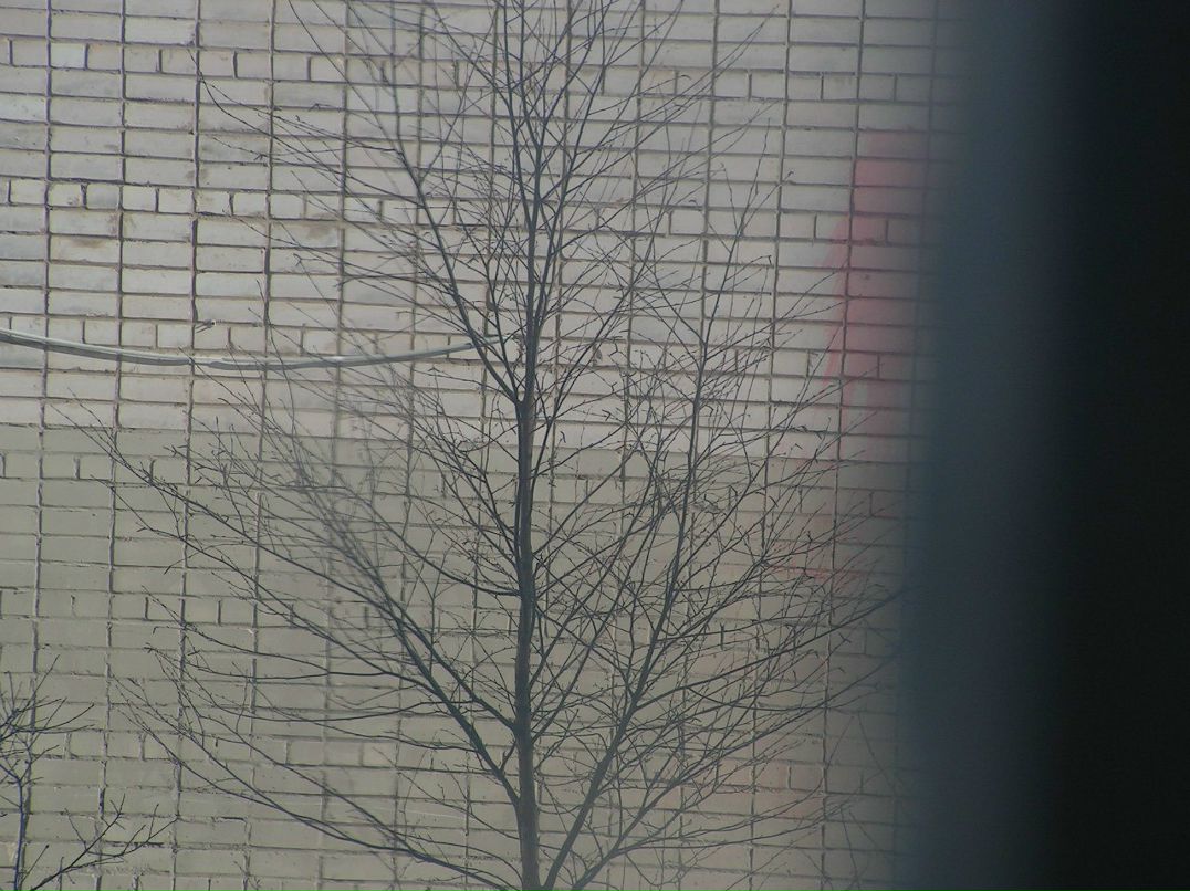 Даша Трошкова | Великий Новгород