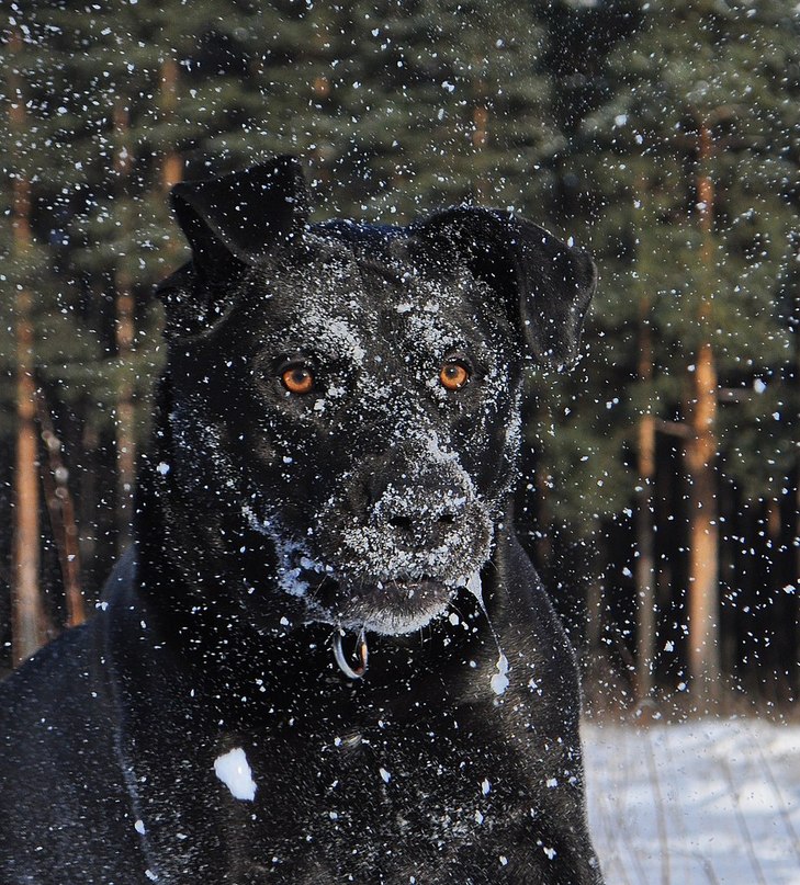 Елена Чубунова | Санкт-Петербург