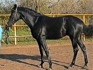 Владимир Ведерников | Санкт-Петербург