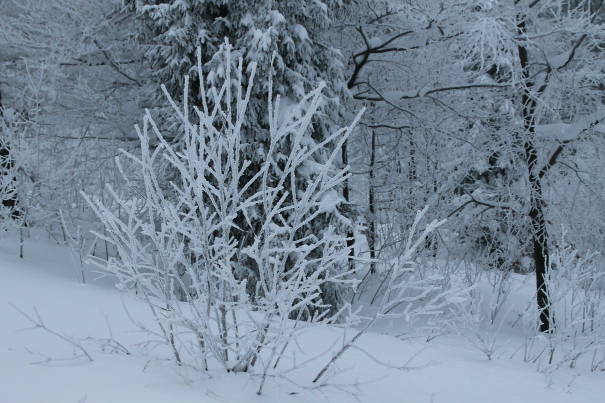 Олег Шевко ZMEY | Николаев