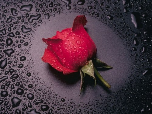 Артем Товмасян | Сумы