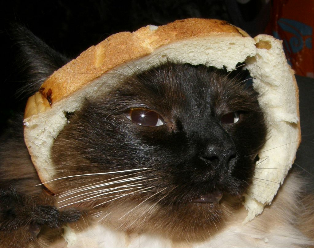 Vista Кошка meow-sound device | Харьков