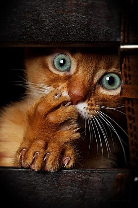 Александр Симон | Berlin