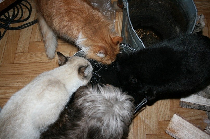 Галина Крамич | Шатура