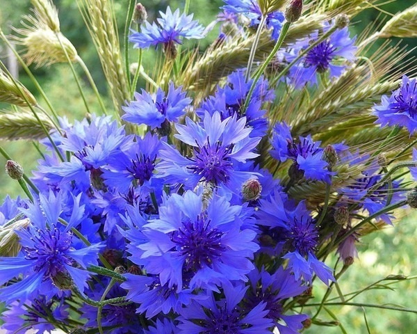 №3, Алёна Милевская, Ирпень №3, Алёна Милевская, Ирпень