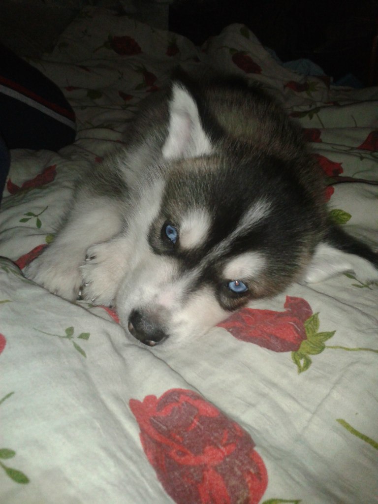 Александр Зарубенко Алексашка | Киев