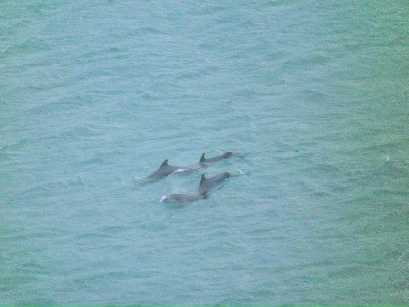 Александр Калыч | Днепр (Днепропетровск)