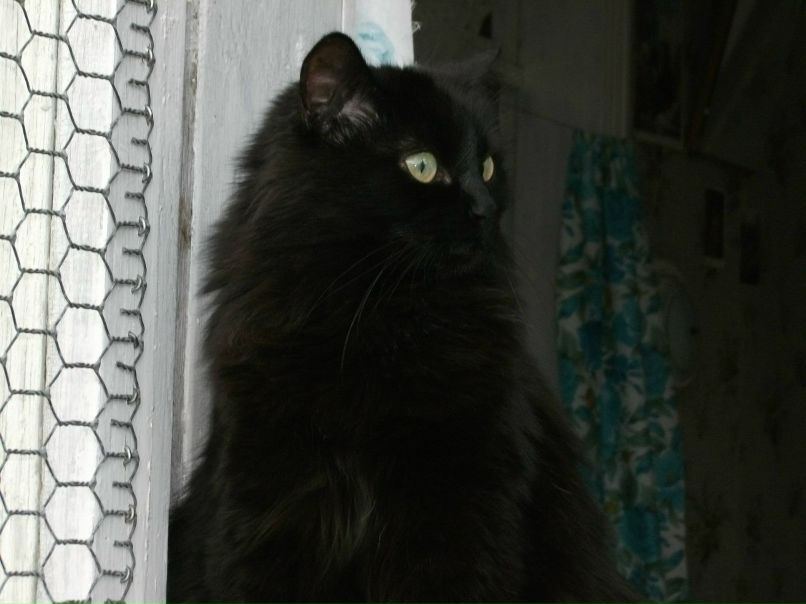 Сергей Паршин ZVEZDEC | Томилино