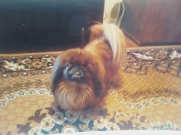 Владимир Спивак фото профиля #1