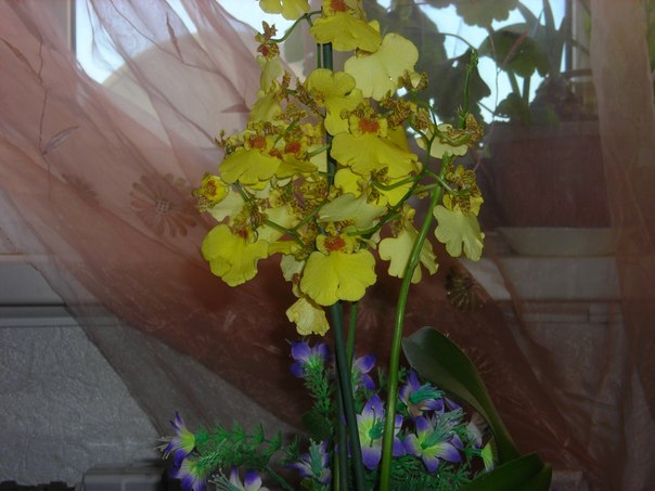 №30, Надежда Григорьева, 14.06.1954, Всеволожск №30, Надежда Григорьева, 14.06.1954, Всеволожск