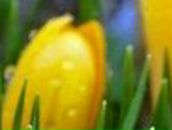 Ольга Оробченко | Кременчуг