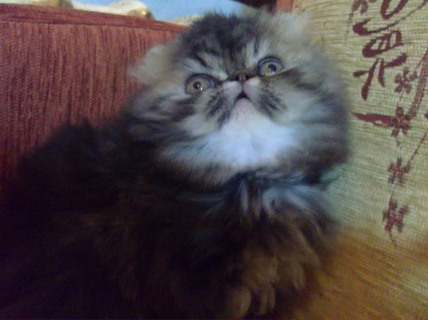 №168, Инга Николаевна, Рыбинск №168, Инга Николаевна, Рыбинск