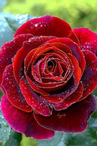 Ольга Бессарабова, Россия, Владимир