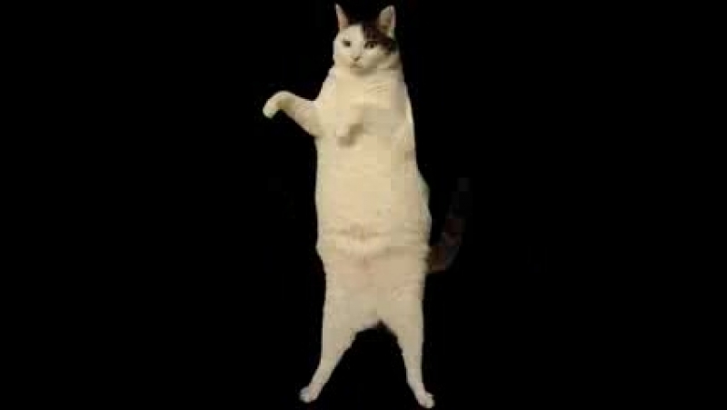 kitty
