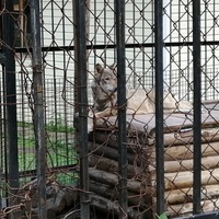 Володя Комаров