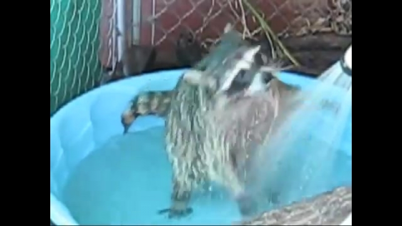 Енот под
