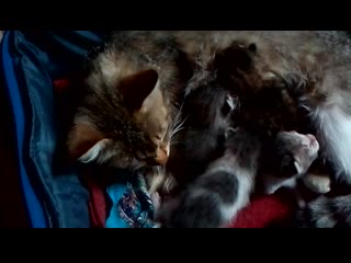 новые котята