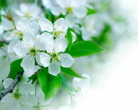 Фотообои Яблоня фото 11