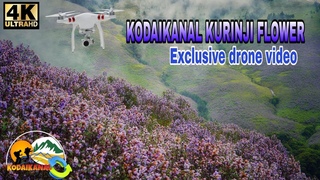 #kodaikanal kurinji flower/exclusive drone video/4k/#kodaikanal360*