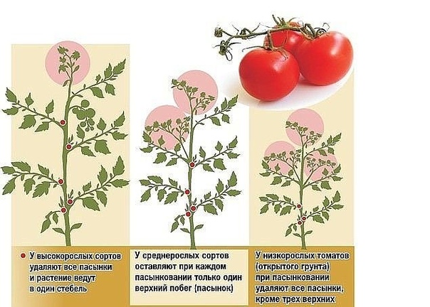 Пасынкование и прищипывание томатов - важная часть ухода за растениями, влияющая на урожайность От того, какое внимание вы уделите формированию кустов помидоров, будет зависеть, насколько