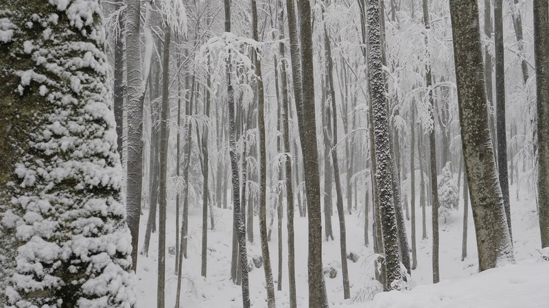 Relaxing Snowfall 2 Hours Sound of Light Wind Breeze and Falling Snow in