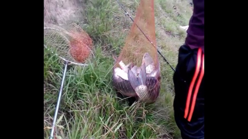 Amazing Double Big Katla Fishing Videos, Rood Reel In Village