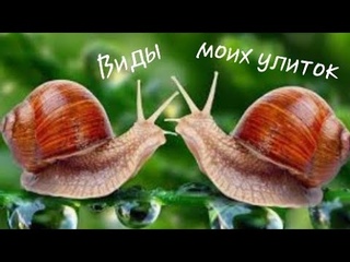 ВИДЫ МОИХ УЛИТОК / Types of my snails