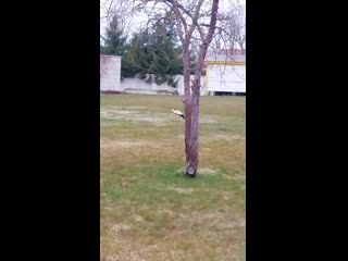 Аист Гуляет