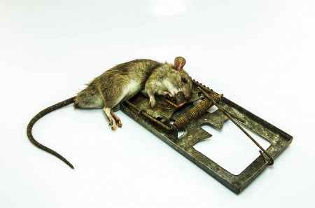 Как похоронить крысу зимой. Как похоронить крысу зимой. Как похоронить крысу зимой. Крыса зимняя. Как похоронить крысу зимой.