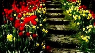 Казан Казиев  - Шут и Королева...