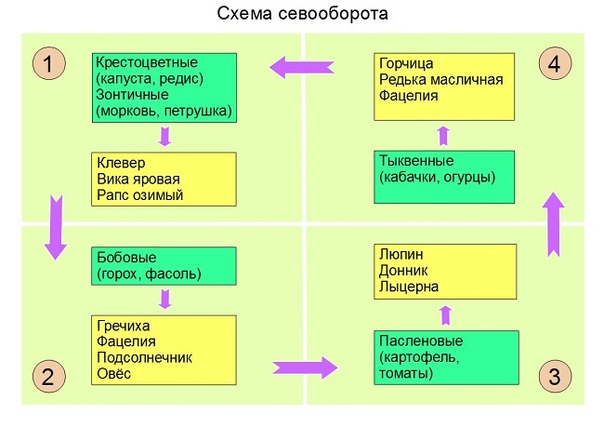 Два слова о сидератах. Подбор сидератов начинаем с определения цели высевания. Если нужен материал для компостирования или мульчирования, то сажаем быстро наращивающие листовую массу растения,