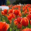 Аватар: Валентина Анухина