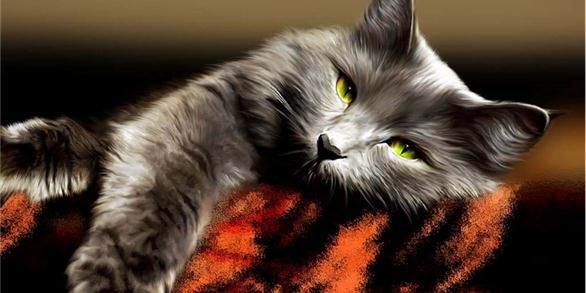 №7, Dr Khan №7, Dr Khan