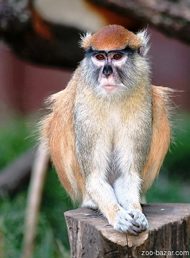 №45, Sergey Kozlov №45, Sergey Kozlov