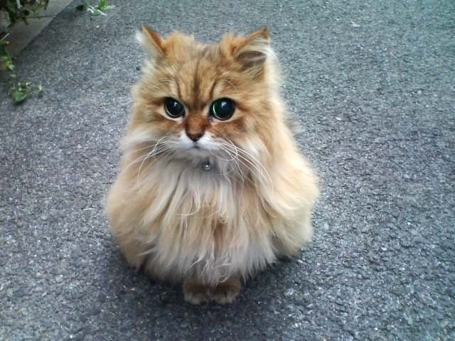 Наталья Батайкина sweetty-kitty | Казань