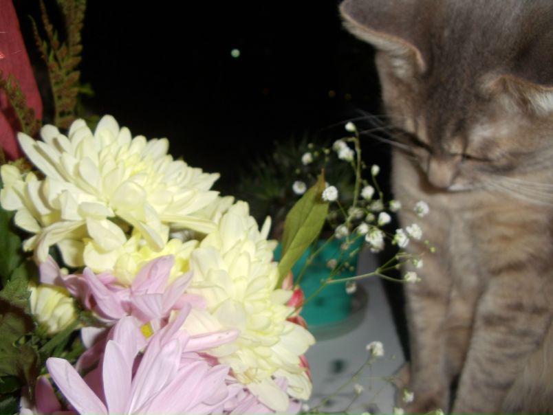 №8, Оленька Иванова №8, Оленька Иванова