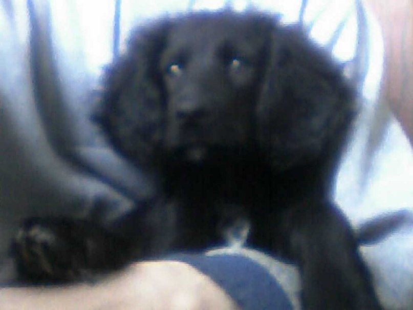 Евгений Племянов | Рыбинск