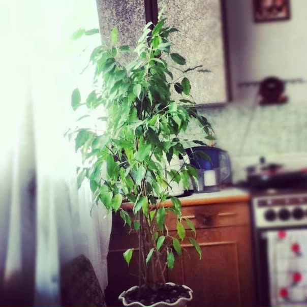 №12, Николай Крашкин №12, Николай Крашкин