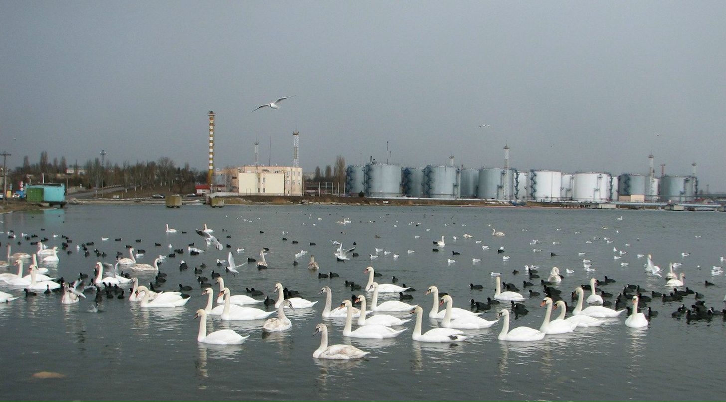 Нина Николаева | Одесса